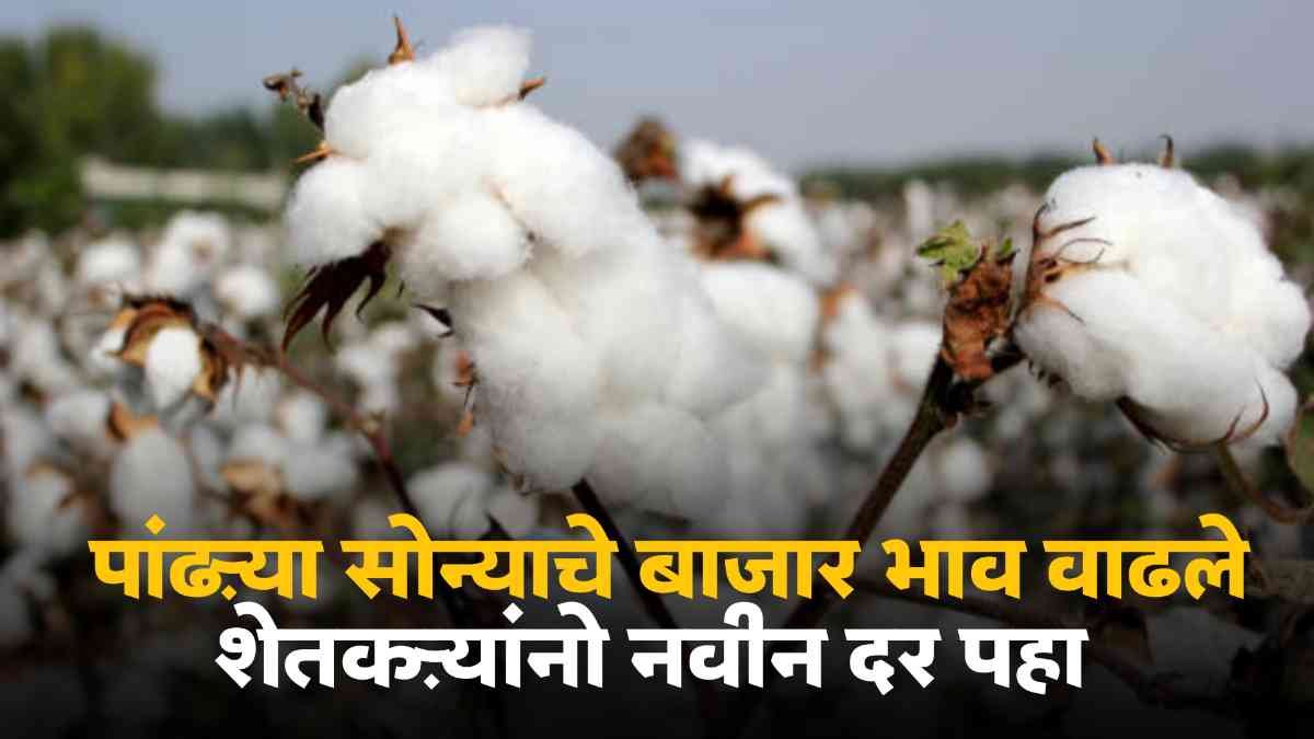 Market price of cotton