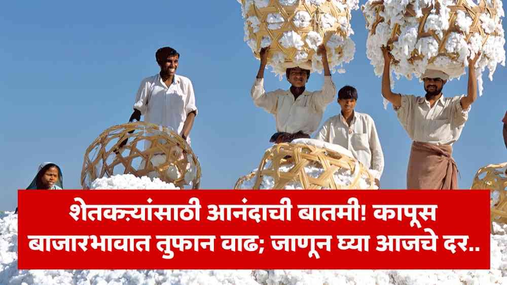 Cotton Market Price Update