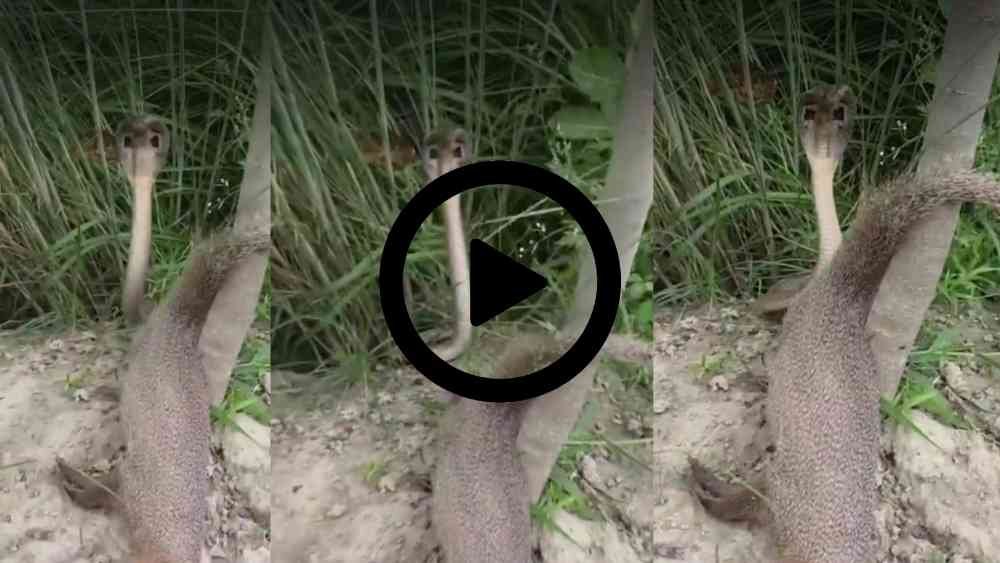 Snake Viral Video