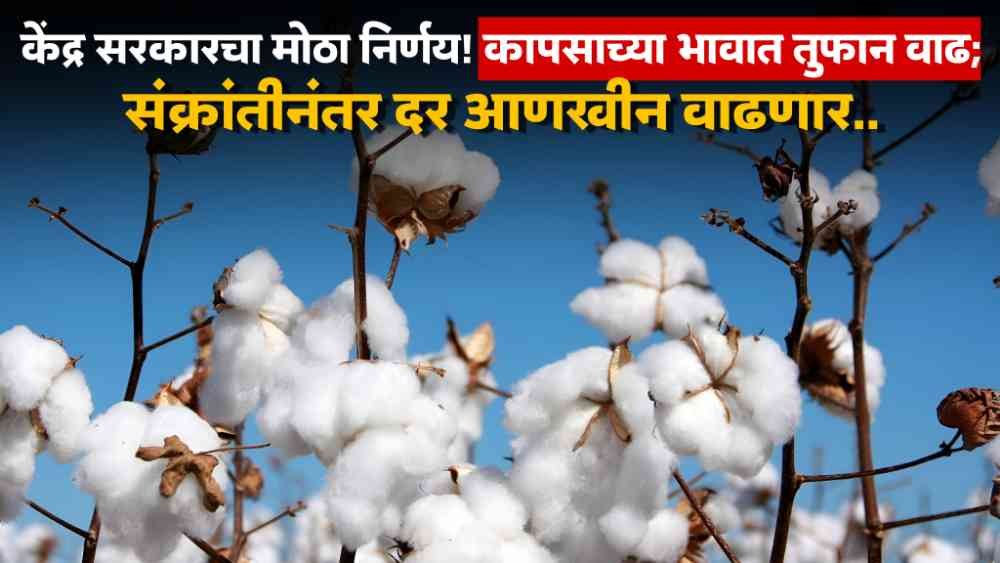 Cotton Price News