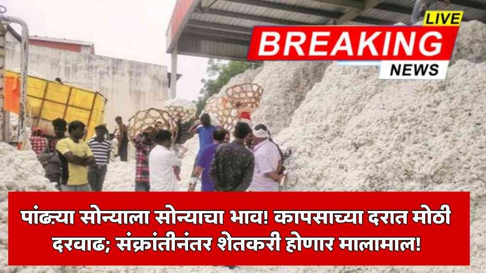 Cotton Rate Today Maharashtra 2026