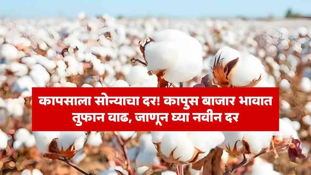 Cotton Market Price